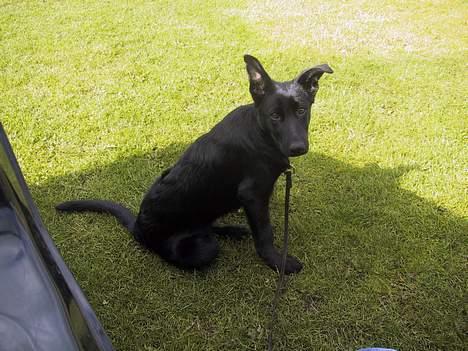 Schæferhund Ni-busa's Chaggie *Død* - Sagde du noget??? billede 13