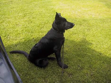 Schæferhund Ni-busa's Chaggie *Død* - Jeg ignorere dig...! billede 14