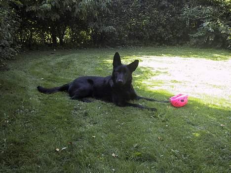 Schæferhund Ni-busa's Chaggie *Død* - Var det din bold... Hihi, sorry!!! billede 15