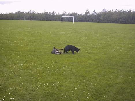 Schæferhund Ni-busa's Chaggie *Død* - Chaggie og Coopper... billede 16