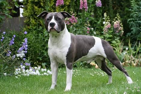 Amerikansk staffordshire terrier Great Vikings Niño - 28/06-06 billede 11