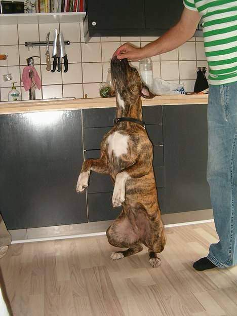 Amerikansk bulldog Luka billede 9