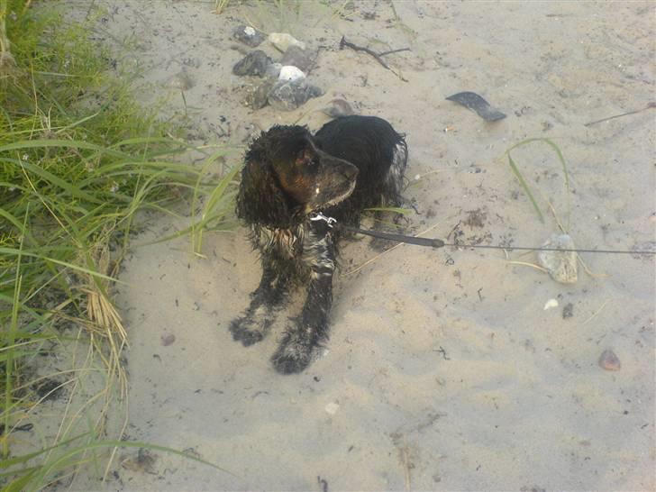 Cocker spaniel Idefix  - Ude at gå ved stranden :D billede 15