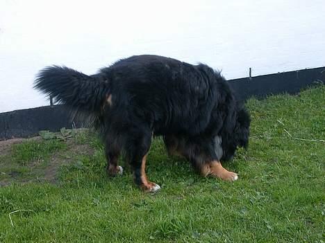 Berner sennenhund Donna Tello - WOOOOOW...! en sten... hehe søde tello...! billede 10