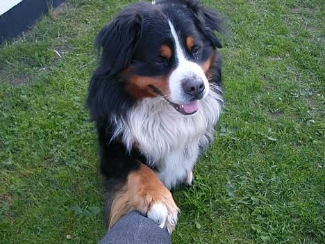 Berner sennenhund Donna Tello - han kan skam også gi´ pote.. søde tello...! billede 11