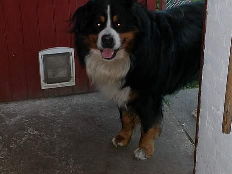 Berner sennenhund Donna Tello - fik ikk lii hele hans hoved med, men sys det skulle med alligevel...! hehe...! billede 12