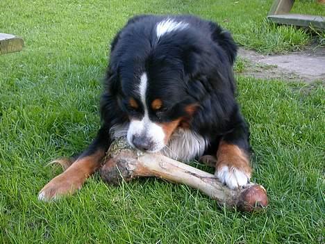 Berner sennenhund Donna Tello - godt han ikk var med på hjallerup marked, for så havde han vidst spist hele boden...hehe... billede 14