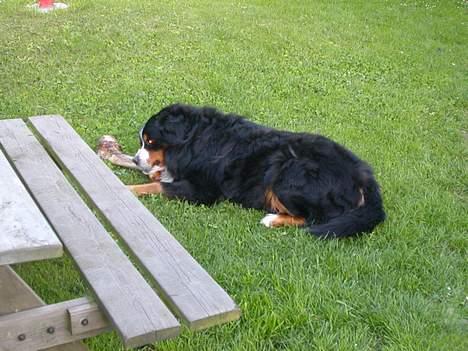 Berner sennenhund Donna Tello - min dejlige tello-hund... hehe...! billede 16