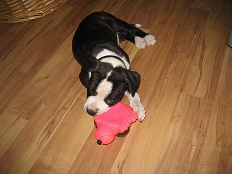 Amerikansk staffordshire terrier Vito Corleone billede 6