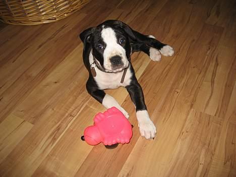 Amerikansk staffordshire terrier Vito Corleone billede 7