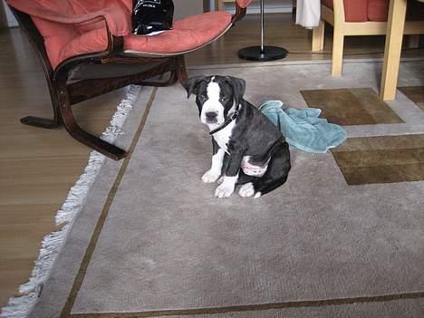 Amerikansk staffordshire terrier Vito Corleone billede 8