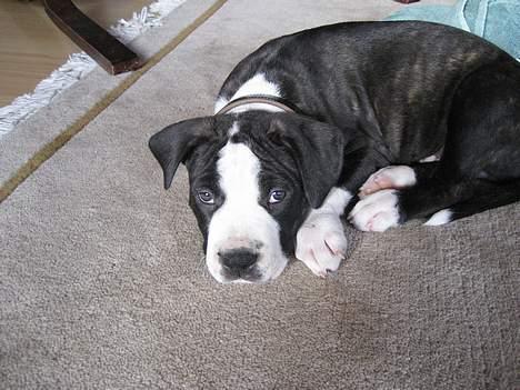 Amerikansk staffordshire terrier Vito Corleone billede 9