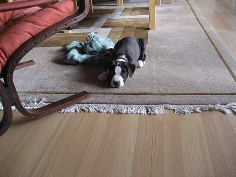 Amerikansk staffordshire terrier Vito Corleone billede 10