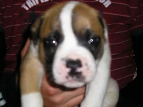 Amerikansk bulldog Koko - Her er jeg kun fire uger! billede 3