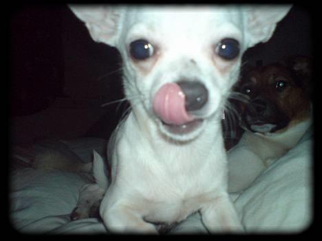 Chihuahua Bailey billede 1