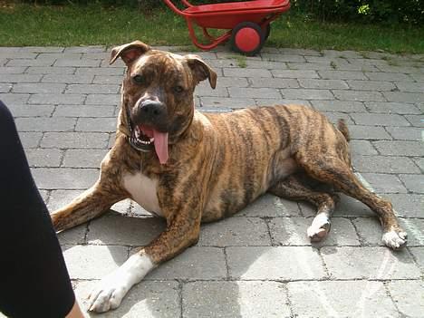 Amerikansk bulldog Luka billede 10