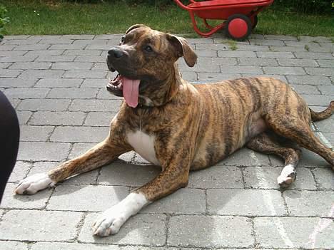 Amerikansk bulldog Luka billede 11