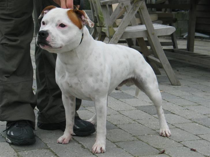 Staffordshire bull terrier Loke - 20/10-07 billede 1
