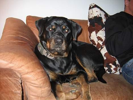 Rottweiler Xena  - Ligger lige og ser TV  billede 1