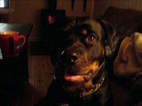 Rottweiler Xena  - Hej Mor billede 2