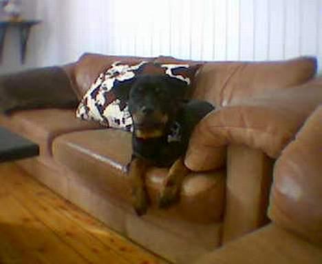 Rottweiler Xena  - Hmm ligger lige igen og ser TV  billede 3