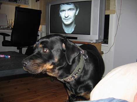 Rottweiler Xena  billede 4