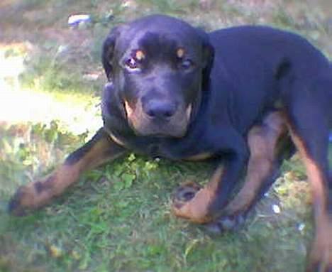 Rottweiler Xena  billede 5