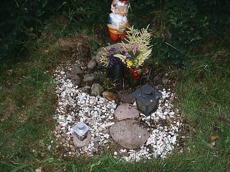 Labrador retriever Teglgaardens Lady *DØD* billede 4