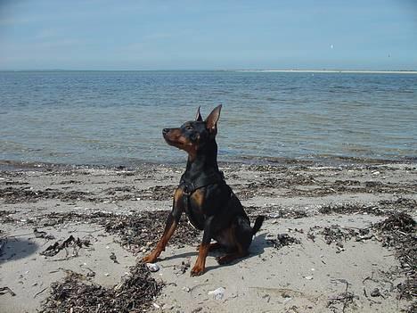 Dvaergpinscher Rødkildes Shorty - Sikke en strandløve, hi hi. billede 17