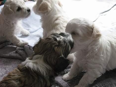 Bichon à poil frisé Futte - vores nye hvalp hvis alt går vel er en af disse søde klumper... glæder os.. donna skal hun hedde. billede 10