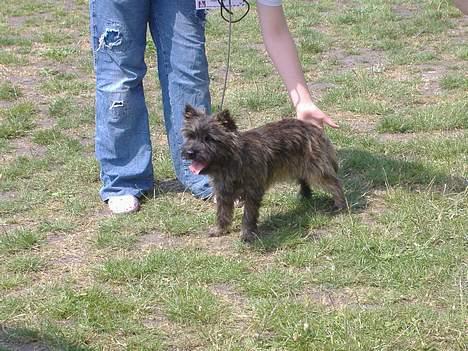 Cairn terrier Kennel Heros Knoch out - det er mig på et skue og min bedste ven (Mor står ude og tager billeder) billede 4