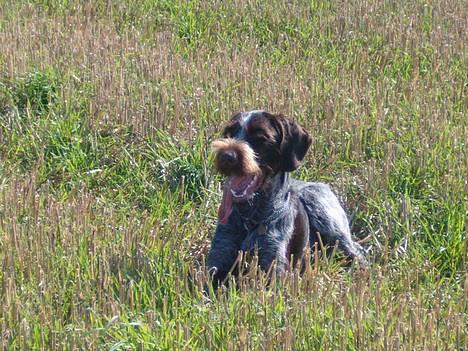 Ruhåret hønsehund Aiko-nu som jagthund - Aiko i marken med verdens længste tunge :o) 21/9-06 billede 12