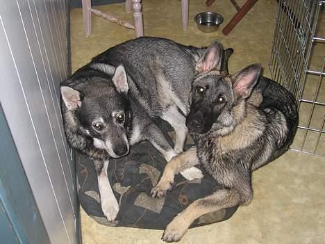 Jämthund Bowie - Mig og Djeannie i hendes sækkestol... billede 18