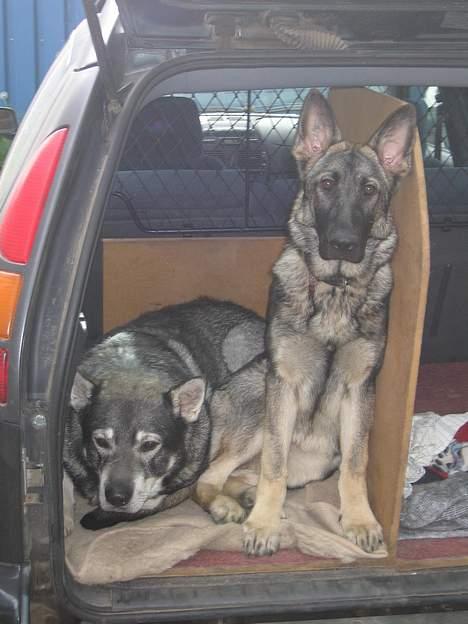 Jämthund Bowie - Det er altså min side af bilen... Er der nogen, der gider at flytte hende??? billede 19