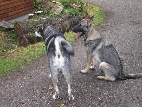 Jämthund Bowie - Når enden er god, er alting godt... billede 20