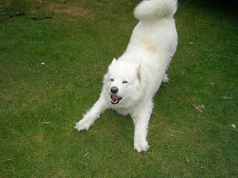 Samojedhund sandra - her er sandra i rigtig lege humør:) billede 1