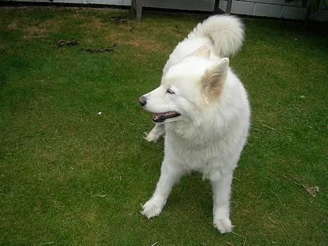 Samojedhund sandra - droningen af haven.... billede 2