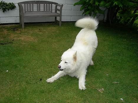 Samojedhund sandra - klar til løjer...:) billede 3