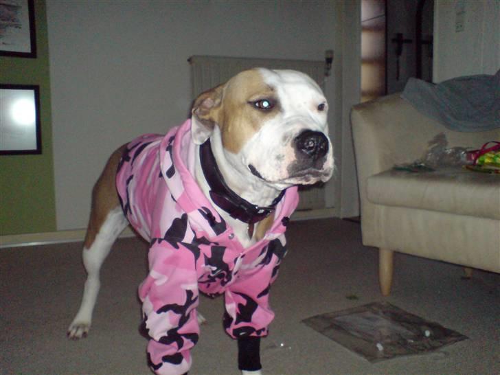 Amerikansk staffordshire terrier Kida(Desværre bortkommet) - Seje mig, med camouflage hættetrøje på.... billede 12