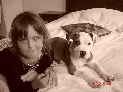 Amerikansk staffordshire terrier Kida(Desværre bortkommet) - Hygger med Naja (10 uger) billede 13