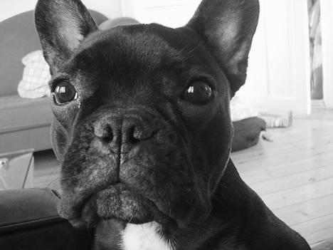 Fransk bulldog Eigil - Åh gud hvor hun render rundt med det kamera....her er jeg snart et år! billede 12