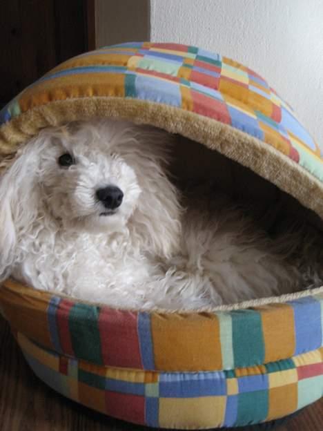 Mellempuddel Snodde billede 13