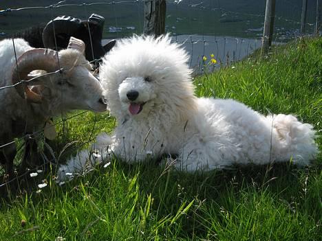 Mellempuddel Snodde billede 14