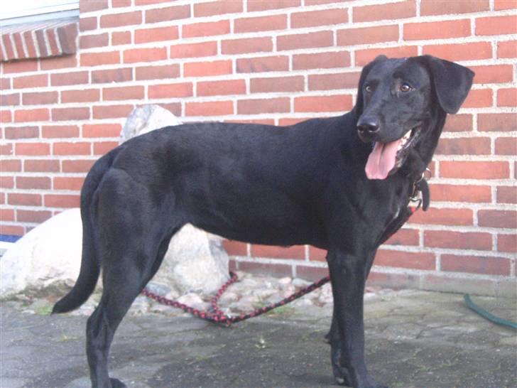 Labrador retriever Zenta, † 19-7-06 † savnet billede 1