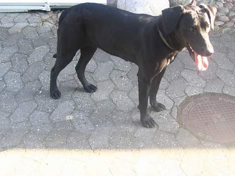 Labrador retriever Zenta, † 19-7-06 † savnet billede 2