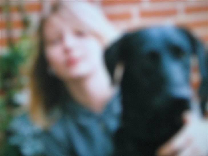 Labrador retriever Zenta, † 19-7-06 † savnet - Desværre ikke god kvalitet, er taget fra sådan et andet billede fra engangs kamara! billede 3