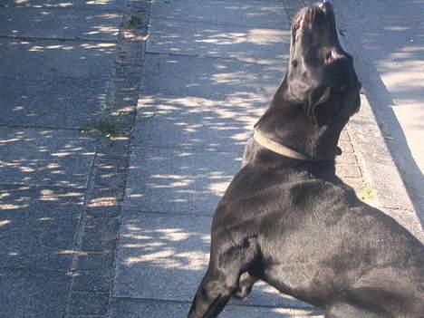 Labrador retriever Zenta, † 19-7-06 † savnet billede 4