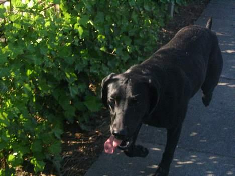 Labrador retriever Zenta, † 19-7-06 † savnet - så dejlig  billede 5