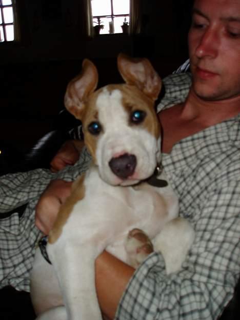 Blanding af racer (am.staff/bull) *Lexi* billede 17