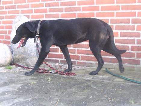 Labrador retriever Zenta, † 19-7-06 † savnet billede 6